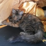 Michi Tribu Perú - Photos Resi