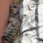 Michi Tribu Perú - Photos Resi