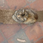 Michi Tribu Perú - Photos Resi