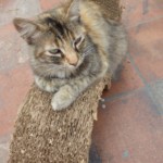 Michi Tribu Perú - Photos Resi