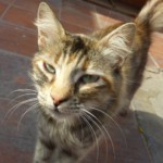 Michi Tribu Perú - Photos Resi