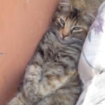 Michi Tribu Perú - Photos Resi