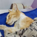 Michi Tribu Perú - Photos Rojelio+