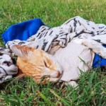 Michi Tribu Perú - Photos Rojelio+