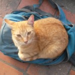 Michi Tribu Perú - Photos Squanchi