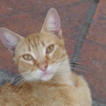 Michi Tribu Perú - Photos Squanchi