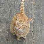 Michi Tribu Perú - Photos Squanchi