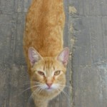 Michi Tribu Perú - Photos Squanchi