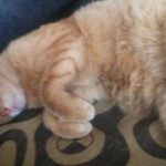 Michi Tribu Perú - Photos Squanchi