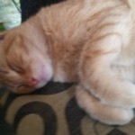 Michi Tribu Perú - Photos Squanchi