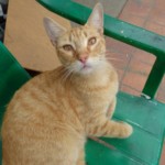 Michi Tribu Perú - Photos Squanchi