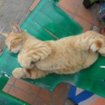 Michi Tribu Perú - Photos Squanchi