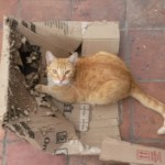 Michi Tribu Perú - Photos Squanchi