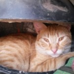 Michi Tribu Perú - Photos Squanchi