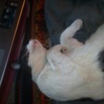 Michi Tribu Perú - Photos Tarzan