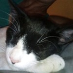 Michi Tribu Perú - Photos Tarzan