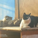 Michi Tribu Perú - Photos Tarzan