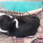 Michi Tribu Perú - Photos Tarzan