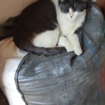 Michi Tribu Perú - Photos Tarzan