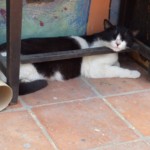 Michi Tribu Perú - Photos Tarzan