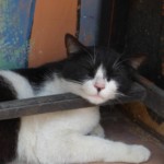 Michi Tribu Perú - Photos Tarzan