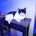 Michi Tribu Perú - Photos Tarzan