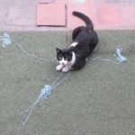 Michi Tribu Perú - Photos Tarzan