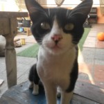 Michi Tribu Perú - Photos Tarzan