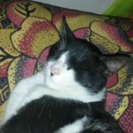 Michi Tribu Perú - Photos Tarzan