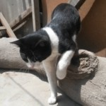 Michi Tribu Perú - Photos Tarzan