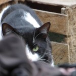 Michi Tribu Perú - Photos Tarzan