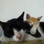 Michi Tribu Perú - Photos Tarzan