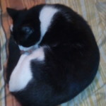 Michi Tribu Perú - Photos Tarzan