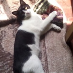 Michi Tribu Perú - Photos Tarzan