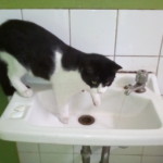 Michi Tribu Perú - Photos Tarzan