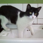 Michi Tribu Perú - Photos Tarzan