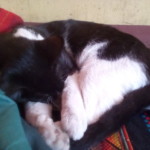 Michi Tribu Perú - Photos Tarzan