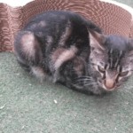 Michi Tribu Perú - Photos Tifa