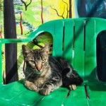 Michi Tribu Perú - Photos Tifa