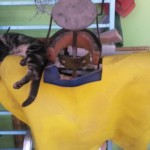 Michi Tribu Perú - Photos Tifa