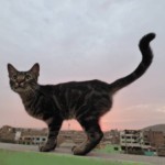 Michi Tribu Perú - Photos Tifa