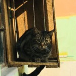 Michi Tribu Perú - Photos Tormenta