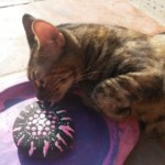 Michi Tribu Perú - Photos Tormenta