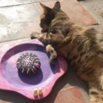 Michi Tribu Perú - Photos Tormenta