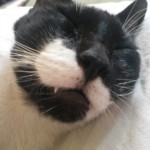 Michi Tribu Perú - Photos Wayki