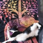 Michi Tribu Perú - Photos Wayki