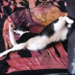 Michi Tribu Perú - Photos Wayki