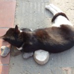 Michi Tribu Perú - Photos Wayki