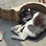 Michi Tribu Perú - Photos Wayki