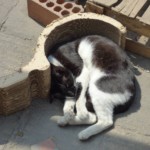 Michi Tribu Perú - Photos Wayki